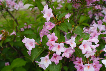 Bright pink flowers of Weigela florida in June