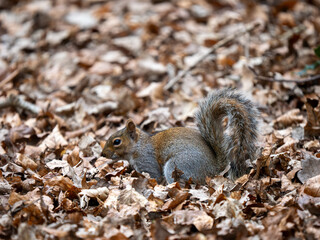 Grey Squirrel Foraging in the Leaf Litter