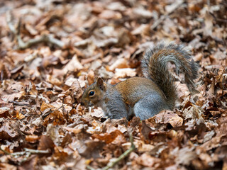 Grey Squirrel Foraging in the Leaf Litter