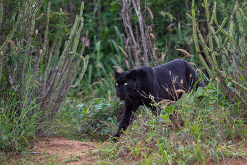 Melanistic leopard, or Black Panther in green vegetation © Staffan Widstrand