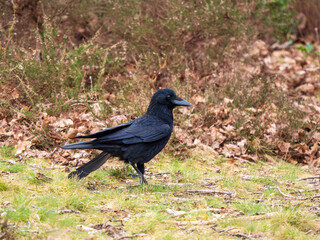 A Crow Foraging for Food
