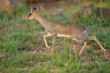 Günther's dik-dik