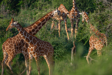 Reticulated giraffe several in green vegetation