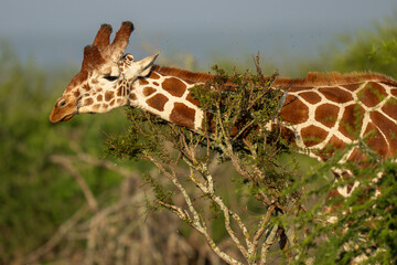 Reticulated giraffe close up in green vegetation