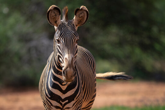 Grevy's Zebra close up portrait
