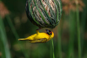 Vitelline masked weaver weave its nest
