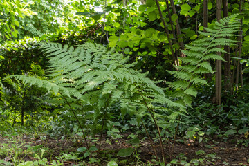 Young Matteuccia struthiopteris (ostrich fern, fiddlehead fern or shuttlecock fern) unfurls its delicate, bright green fronds in a shaded garden. Selective Focus. Nature's Concept for Design