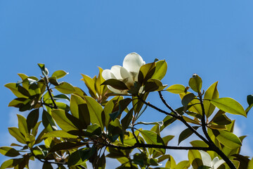 Stunning white magnolia flower in full bloom, surrounded by lush green leaves against clear blue sky. Magnolias grow in public park "Riviera" in the city of Sochi.
