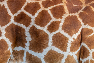 Reticulated giraffe close up of skin pattern