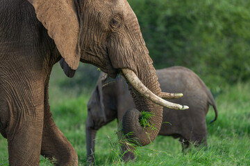 African Savannah or Bush elephant close up portrait