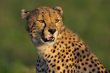 Cheetah close up portrait