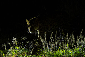 Leopard or Panther, Panthera pardus night time portrait
