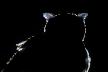 Greyish eagle-owl or Vermiculated eagle-owl silhouette close up