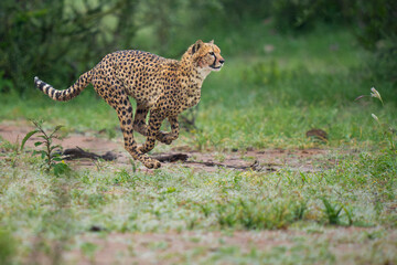 Cheetah run in green landscape