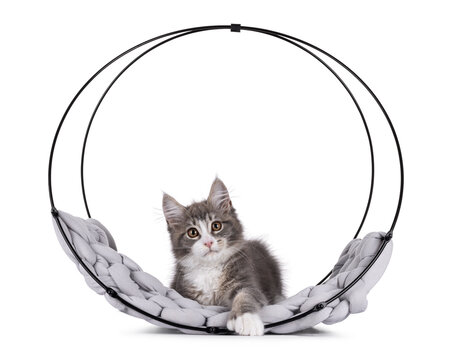 Maine Coon polydactyl cat kitten laying down in round metal basket. Looking straight to camera. Isolated on a white background