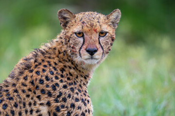 Cheetah close up portrait with blood in its face