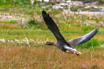 A flock of wild geese flying over the bright autumn tundra of the Yamal Peninsula. For environmental publications, tourist materials, and articles about the nature of the North