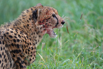 Cheetah close up portrait with blood in its face