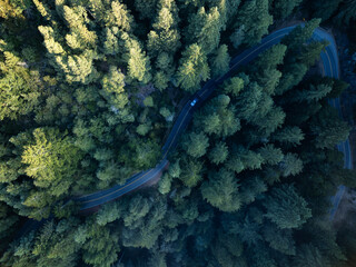 Aerial view of a winding road cutting through a dense forest, the sunlight dappling the canopy in shifting patterns of light and shadow, Mill Valley, California, United States.