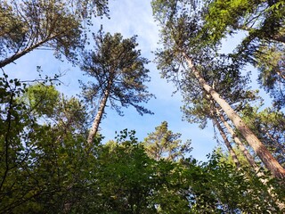 trees and blue sky