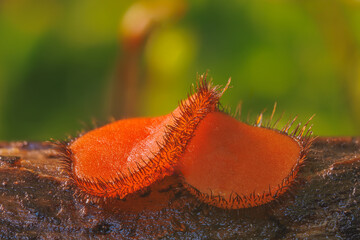 Common Eyelash Cup - Scutellinia scutellata