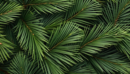 Close-up of a dense evergreen pine tree branches with sharp needles, a natural textured background