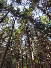 Fototapeta premium trees in the forest