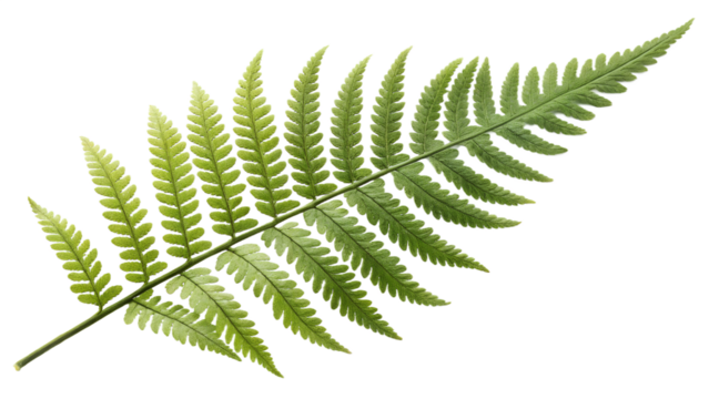 Single lush green fern frond with fine details, isolated on transparent background, natural daylight and crisp focus.