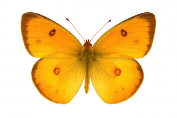 Yellow butterfly with open wings showing orange spots, isolated on transparent background, insect details