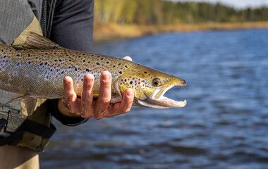 Obraz premium Atlantic Salmon
