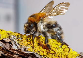 Bombus hypnorum