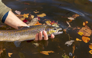 Atlantic Salmon © Brittany