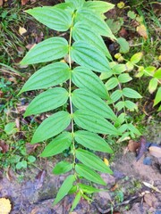 Grean leaves in the forest