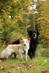 Two crossbreed dogs are in autumn forest