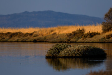 Serene landscape with a small island in a calm lake, golden grass in the background, and distant mountains under a clear blue sky.