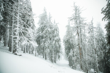 winter wonderland with snowy fir trees in the mountains