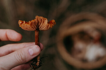 Close-up of a hand holding a small orange mushroom against a blurred background. A person holds a small mushroom, showcasing its intricate details