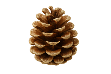 Golden-dusted pinecone with metallic glaze, isolated on transparent background