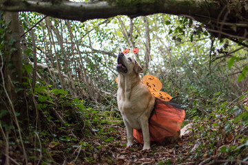 Un perro disfrazado en el bosque en el d&iacute;a de los muertos