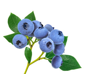 Blueberries with green leaves on a branch isolated on transparent background for design. Ripe fresh juicy blue berries for cooking