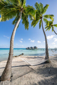Palm trees with hammock on the beach