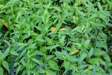 Wireweed plants seamless background. Spinyhead Sida or Sida Acuta.