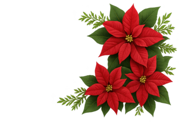 Bright red poinsettias with green leaves and fern fronds on transparent background, festive Christmas bouquet motif