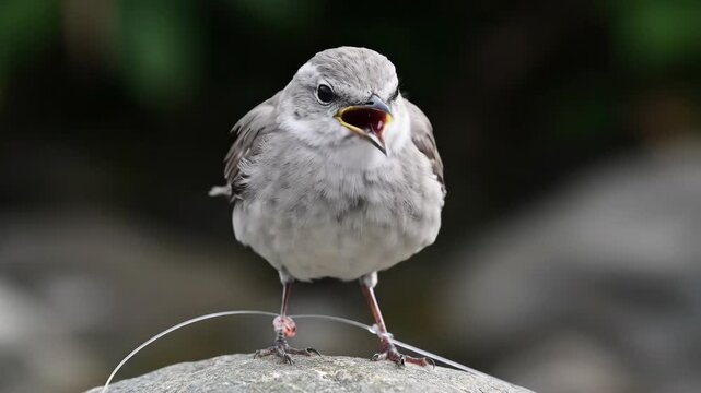 A small fledgling bird entangled in plastic fishing line. Close-up of a trapped wild animal with a leg band calling for help. Wildlife conservation and the danger of pollution concept