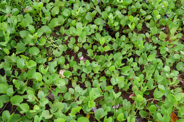 Common water hyacinth green leaves seamless background. Water Hyacinth a tropical species, Eichhornia crassipes.