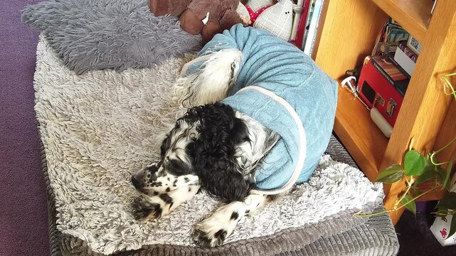 English setter dog wearing a blue coat sleeping on her bed