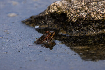 A frog partially submerged in water near a rock.