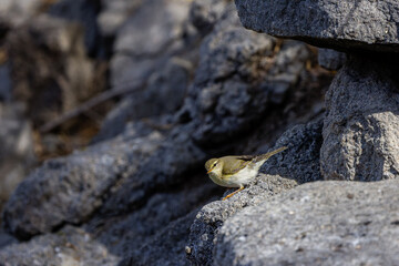 A small bird perched on a rocky surface in natural light.
