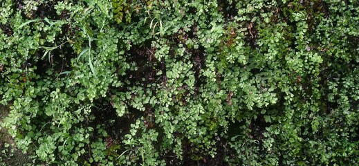 Maidenhair Ferns on a Mossy Wall