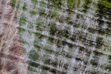 Rough wood texture seamless background. 